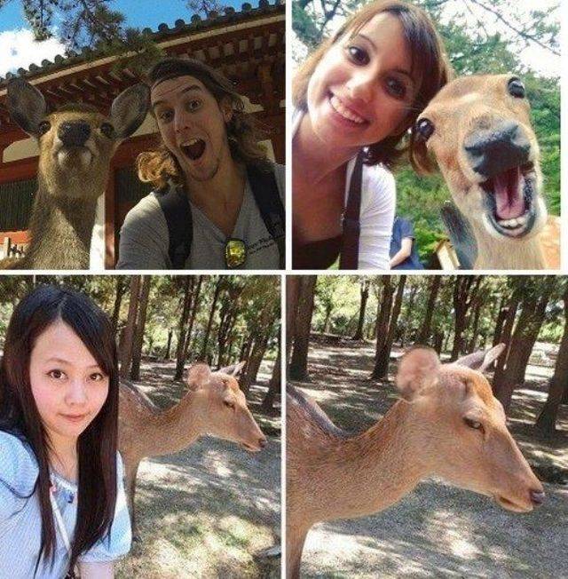 deer reaction