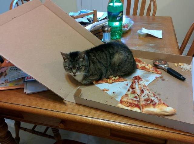 cat on pizza