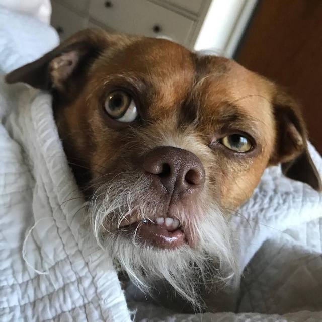 dog that looks like an old man