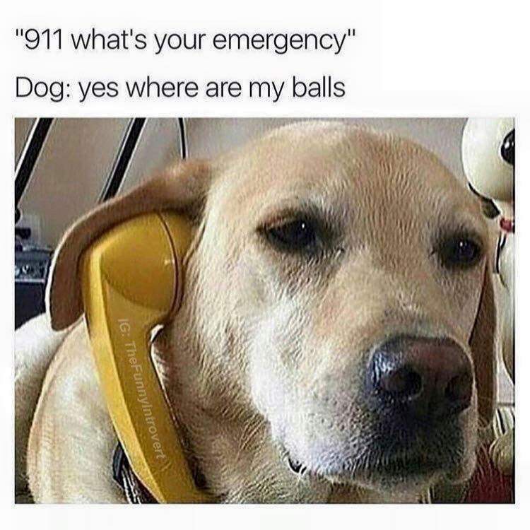 dog memes dank - "911 what's your emergency" Dog yes where are my balls Ig TheFunnyIntrovert