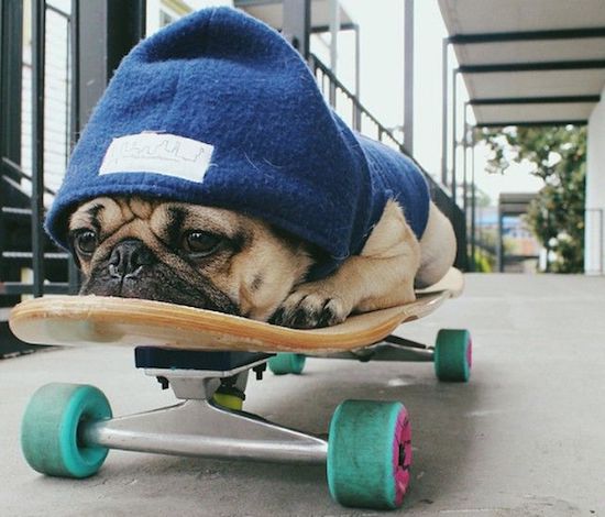 pug skateboard