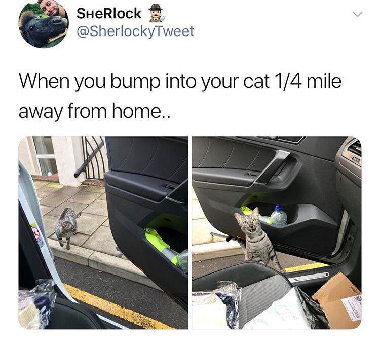 memes - SHERlock When you bump into your cat 14 mile away from home..