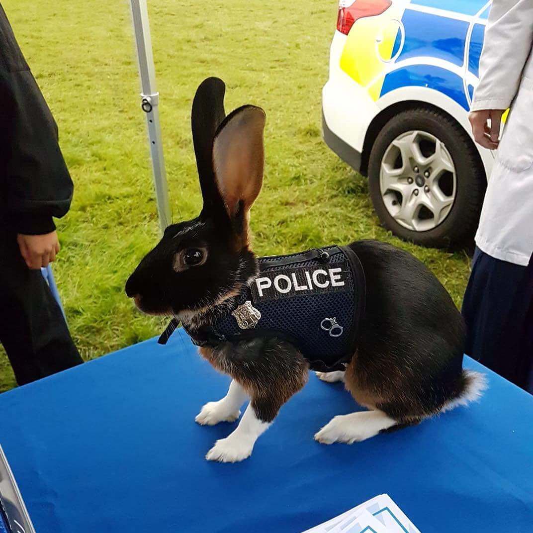 police bunny - Police