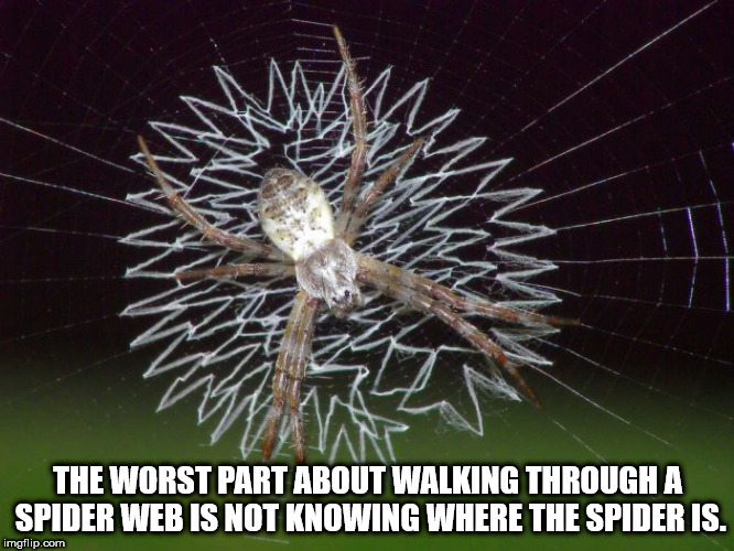 most beautiful spider webs - The Worst Part About Walking Through A Spider Web Is Not Knowing Where The Spider Is. imgflip.com