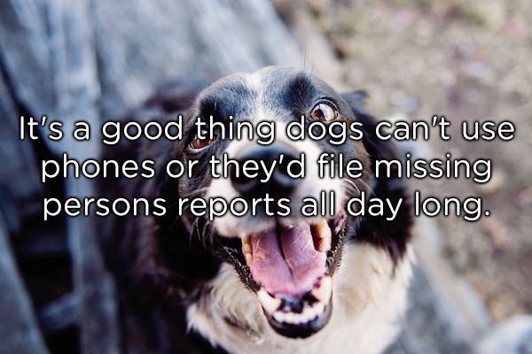 It's a good thing dogs can't use phones or they'd file missing persons reports all day long.