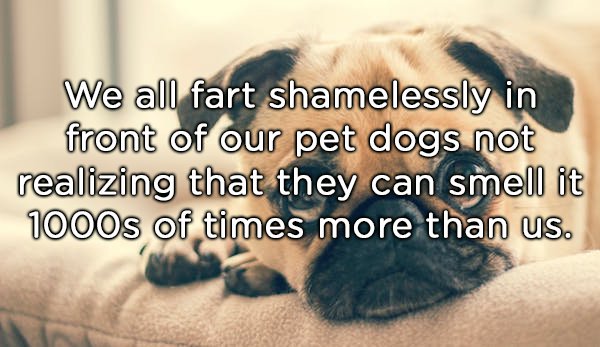 photo caption - We all fart shamelessly in front of our pet dogs not realizing that they can smell it 1000s of times more than us.
