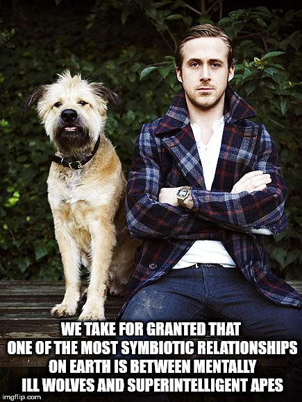 ryan gosling dog - We Take For Granted That One Of The Most Symbiotic Relationships On Earth Is Between Mentally Ill Wolves And Superintelligent Apes imgflip.com