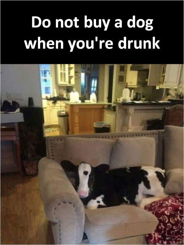 cow dog - Do not buy a dog when you're drunk