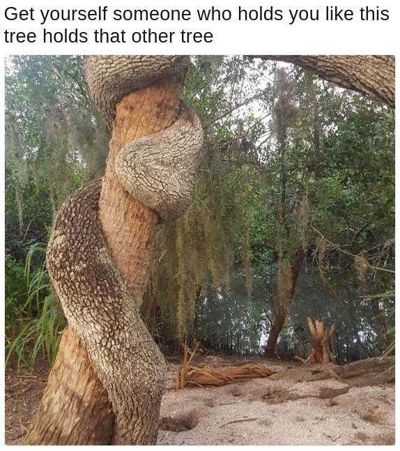 tree hug