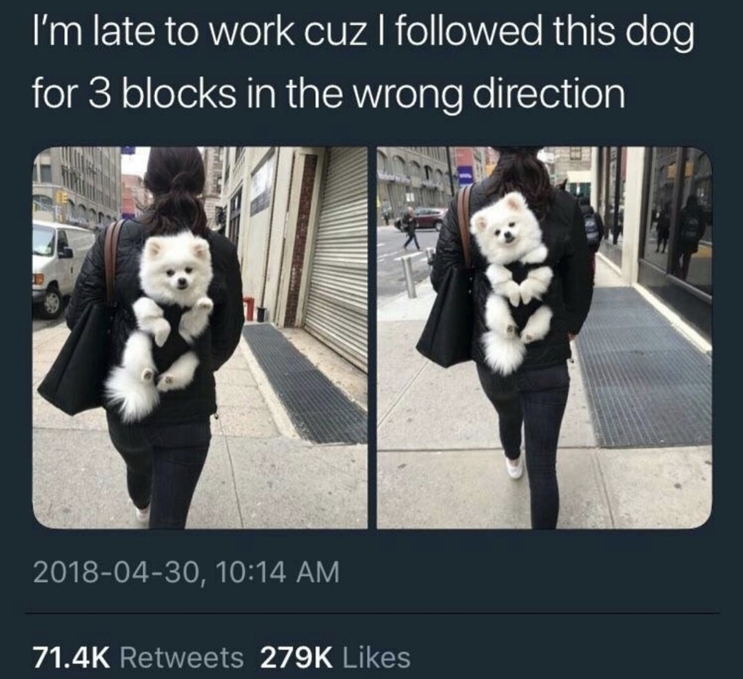 heckin good boi - I'm late to work cuz I ed this dog for 3 blocks in the wrong direction ,