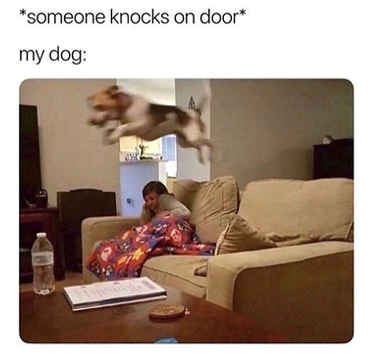 dog chips meme - someone knocks on door my dog