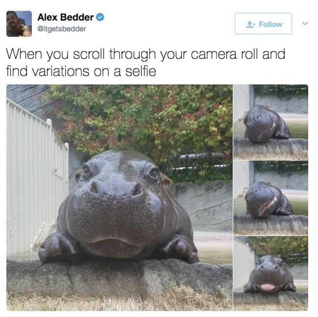 baby hippo - Alex Bedder When you scroll through your camera roll and find variations on a selfie