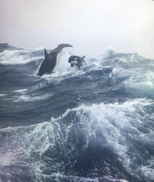 random internet picture of Orca killer whales in stormy seas