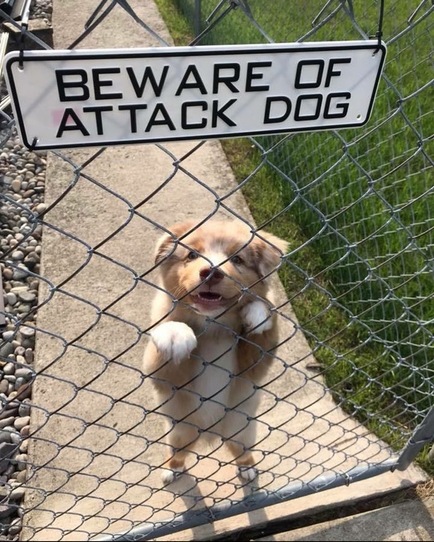 beware of dog cute - Beware Of Attack Dog