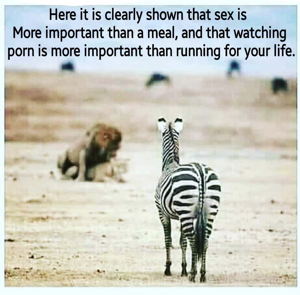 sex is more important than meal - Here it is clearly shown that sex is More important than a meal, and that watching porn is more important than running for your life.