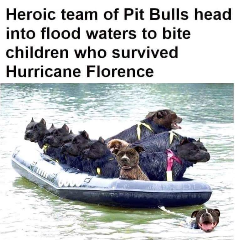 heroic pitbull meme - Heroic team of Pit Bulls head into flood waters to bite children who survived Hurricane Florence