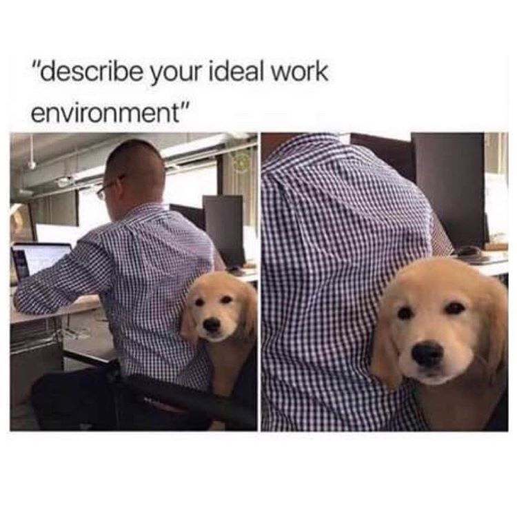 memes - describe your ideal work environment - "describe your ideal work environment"