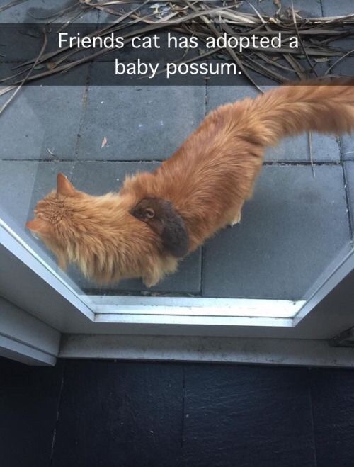 baby possum memes - Friends cat has adopted a baby possum.