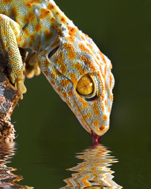 reptiles drinking water