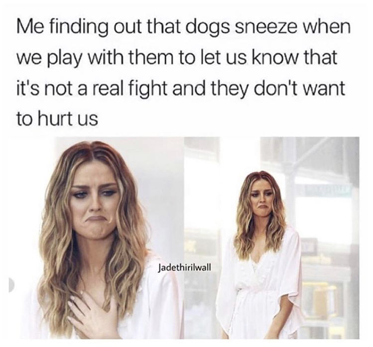 meme stream - me after finding out dogs sneeze - Me finding out that dogs sneeze when we play with them to let us know that it's not a real fight and they don't want to hurt us Jadethirilwall