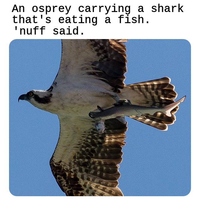 doc jon - An osprey carrying a shark that's eating a fish. 'nuff said.