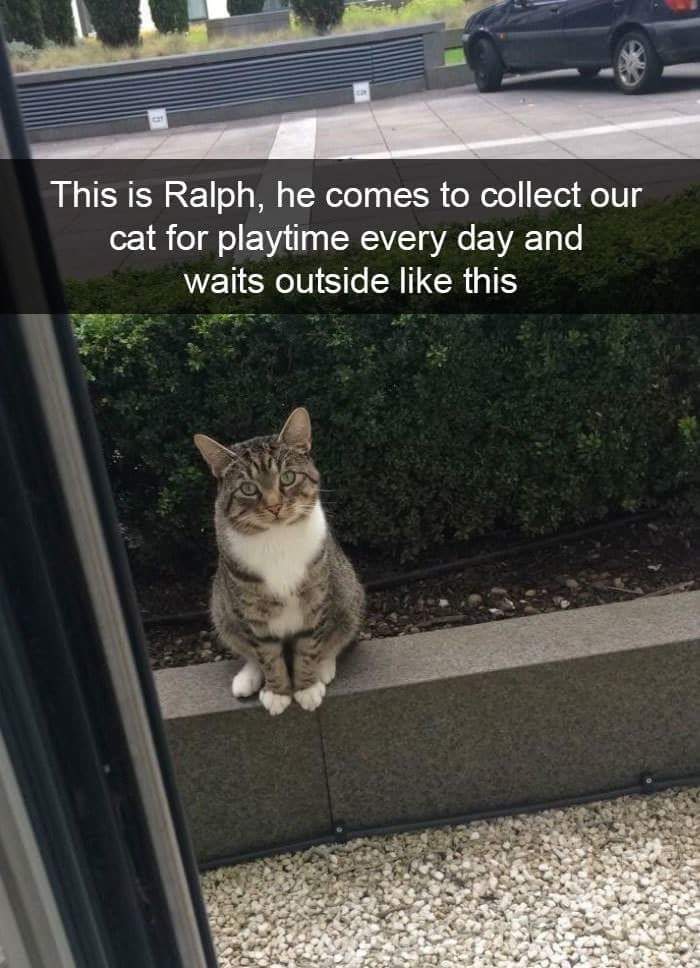 Cat - This is Ralph, he comes to collect our cat for playtime every day and waits outside this