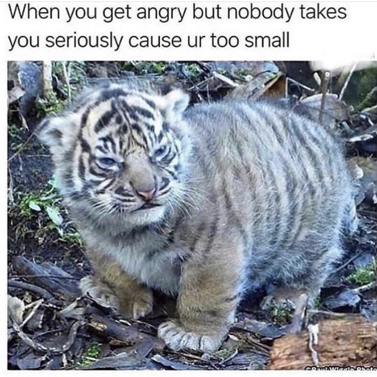 small tiger meme - When you get angry but nobody takes you seriously cause ur too small