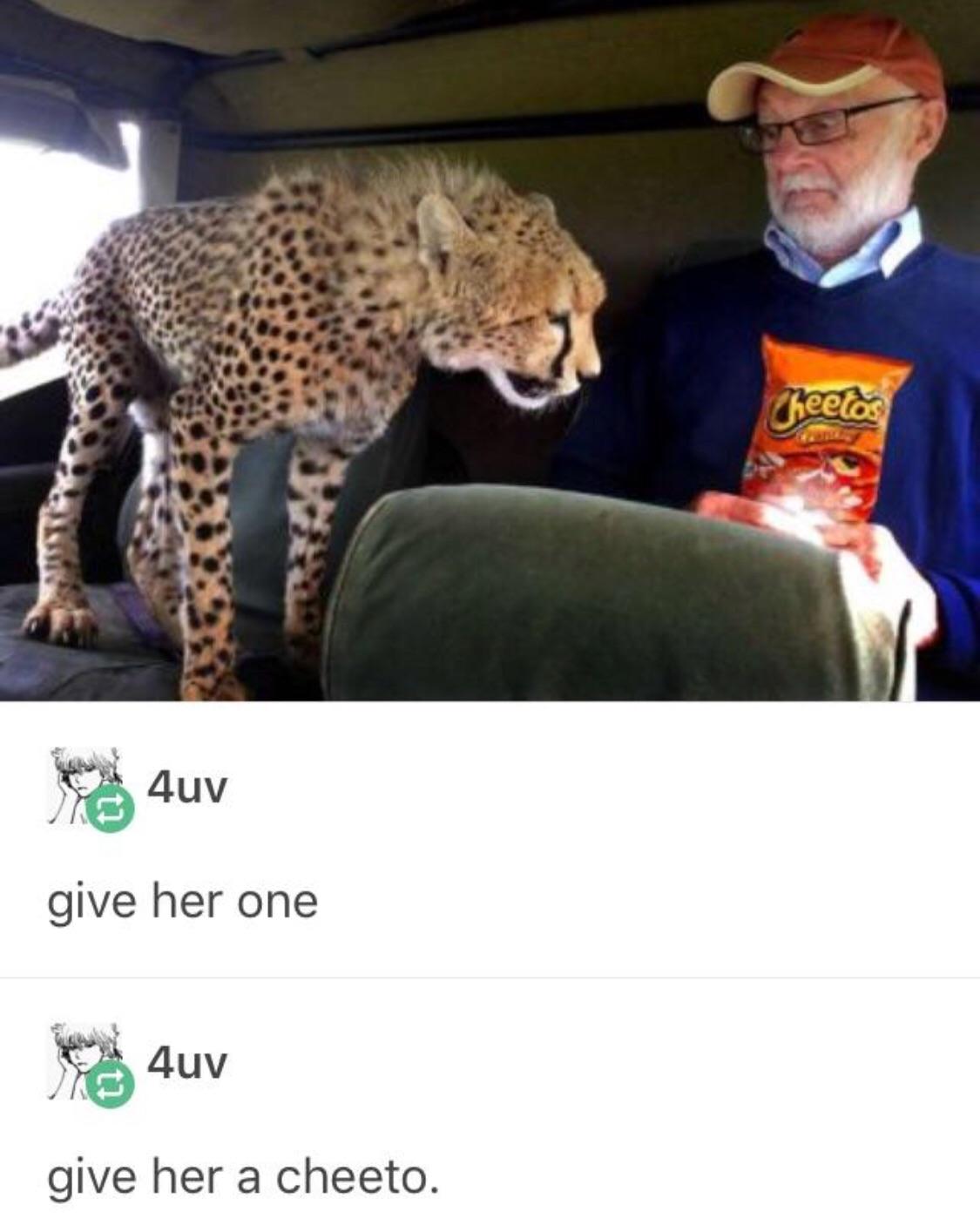 cheetos meme cheetah - Cheetas | 4uv give her one The Luv give her a cheeto.