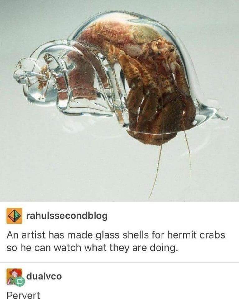 hermit crab see through shell - rahulssecondblog An artist has made glass shells for hermit crabs so he can watch what they are doing. dualvco Pervert