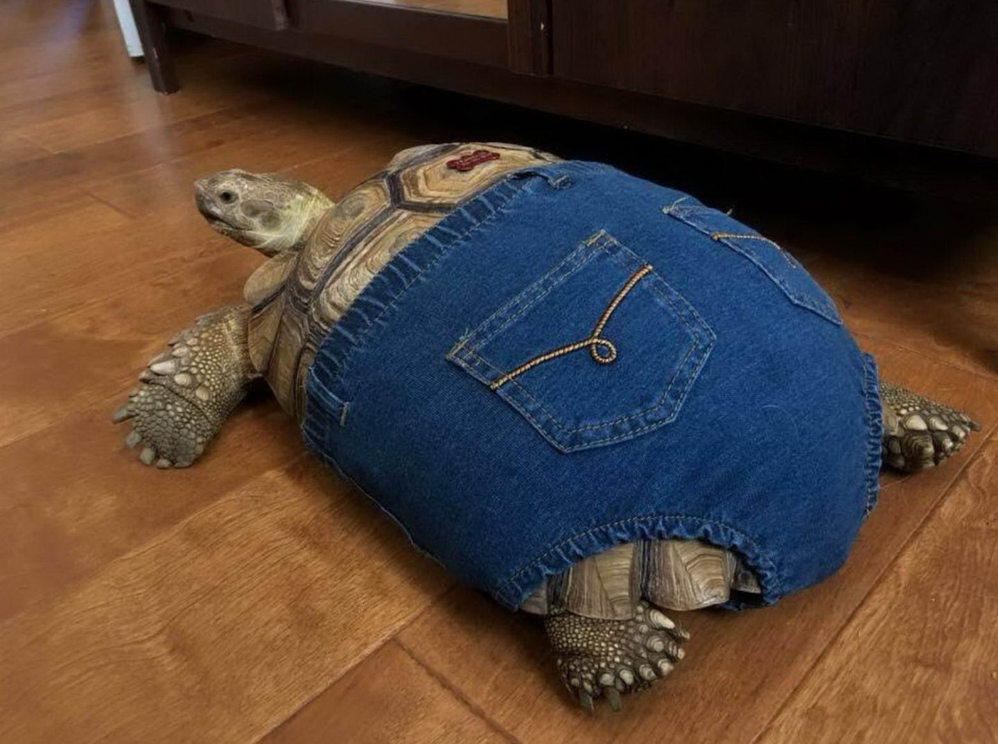 tortoise with jeans