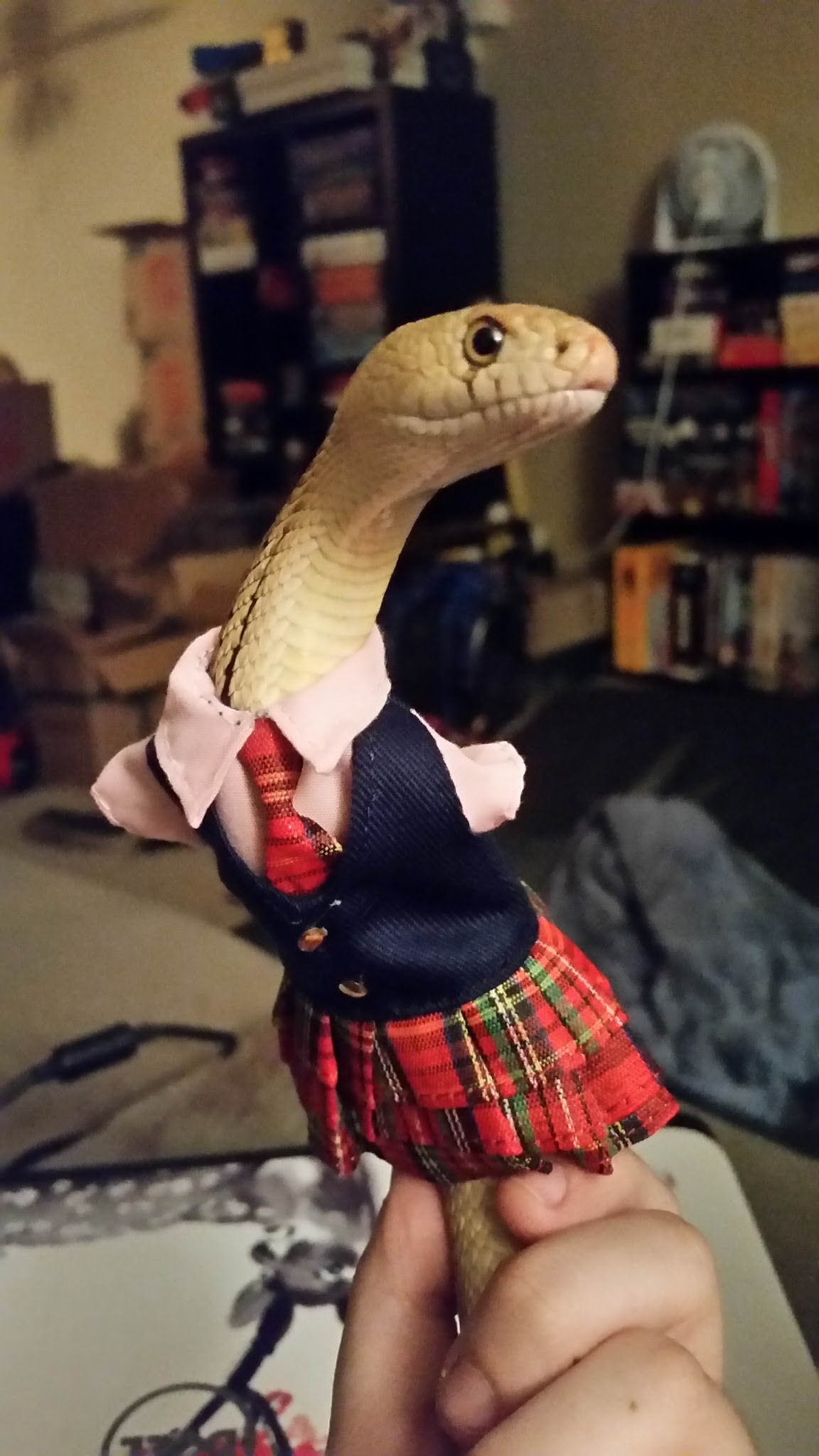 snake wearing a school girl uniform