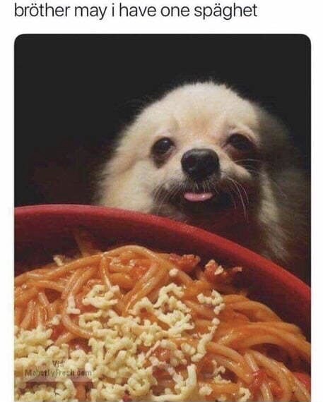 dog wants spaghetti