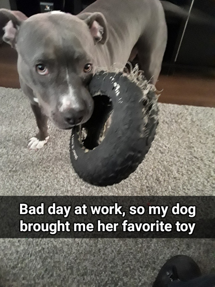 cute snapchat of bad day at work so the dog offered her chewy toy