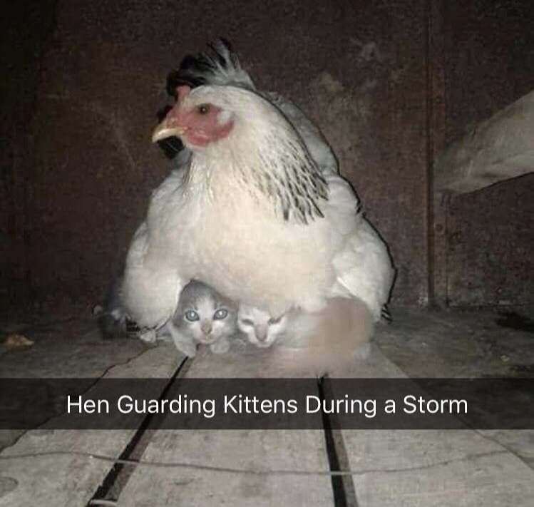 hen guarding a few kitten in a storm