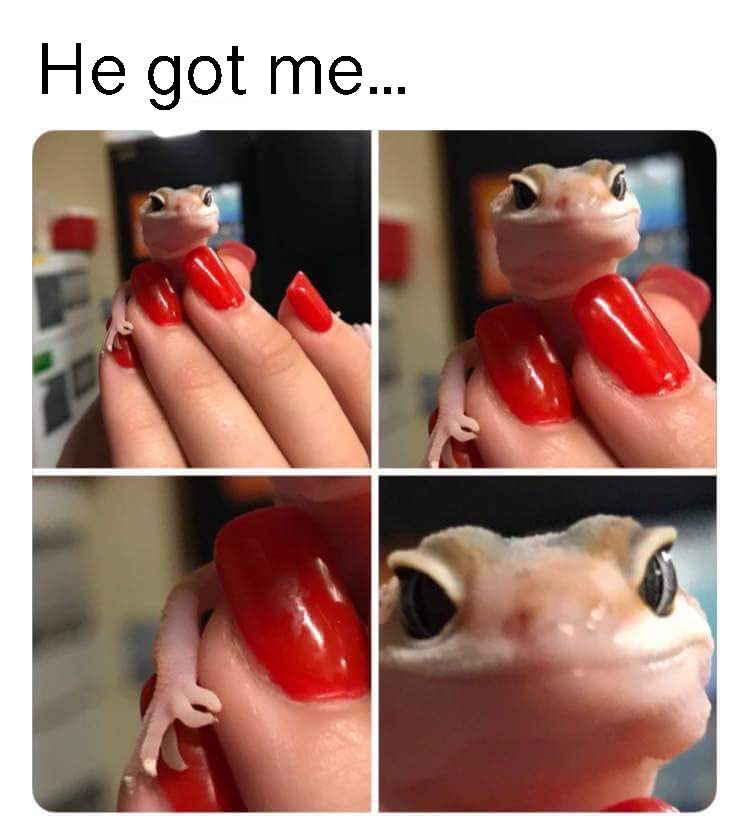gecko memes - He got me...