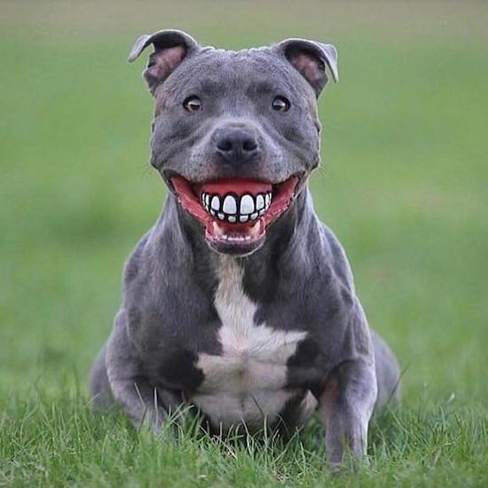 funny pic pitbull dogs