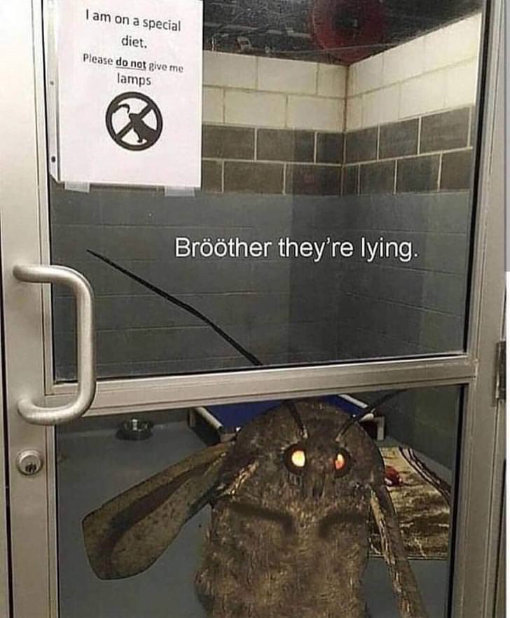 best moth memes - I am on a special diet. Please do not give me lamps Brther they're lying.