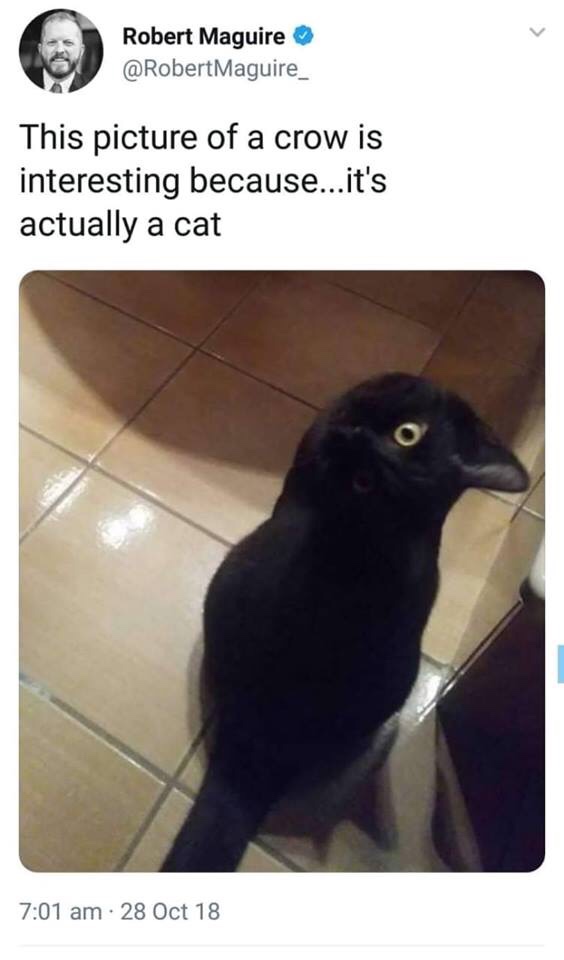 crow funny - Robert Maguire This picture of a crow is interesting because...it's actually a cat . 28 Oct 18