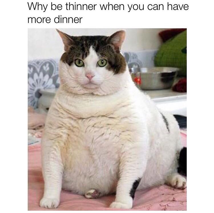 fat cat - Why be thinner when you can have more dinner