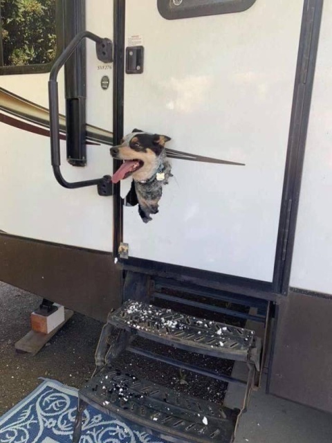 dog that appears to have eaten his way out of a trailer by chewing on a door