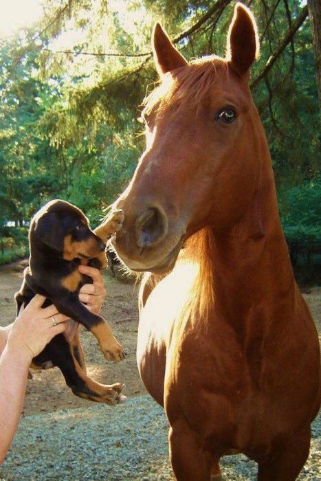 puppy meets horse