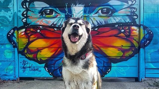 dog with butterfly mural perfectly behind him