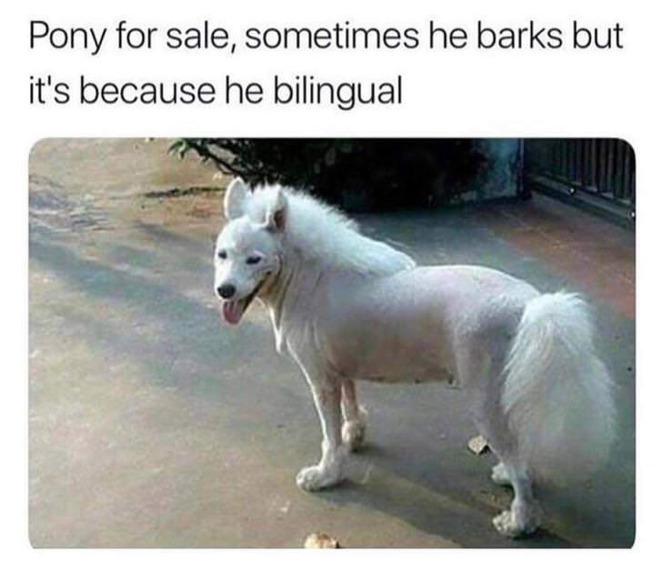 bilingual dog meme - Pony for sale, sometimes he barks but it's because he bilingual