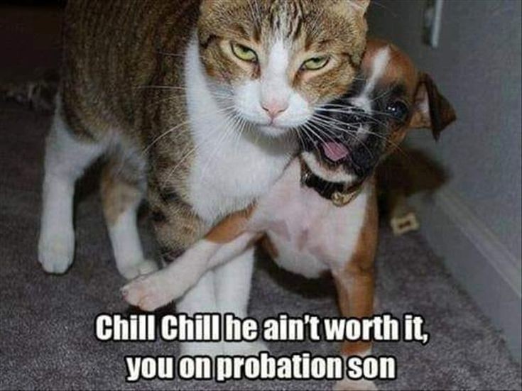 chill he ain t worth - Chill Chill he ain't worth it, you on probation son