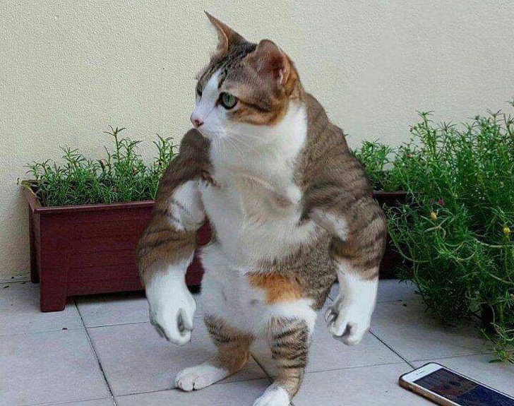 cat photoshopped to look like buff bully