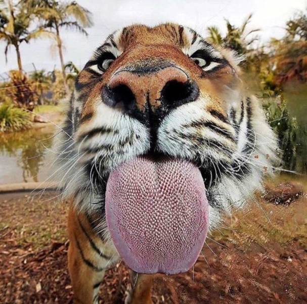 fish-eye close up of a tiger and the spikes on his tongue