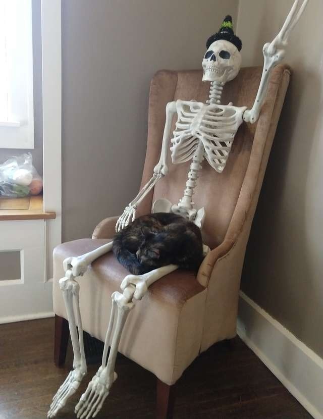 fun pic cat on skeleton lap
