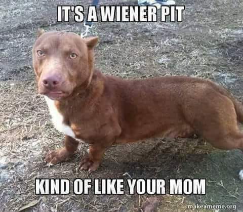 pitbull weiner dog - It'S A Wiener Pit Kind Of Your Mom makeameme.org