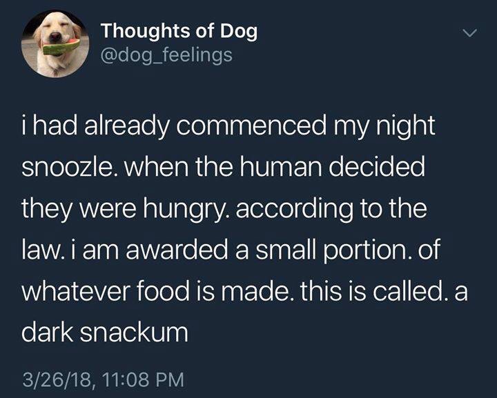 dark snackum - Thoughts of Dog i had already commenced my night snoozle. when the human decided they were hungry. according to the law. i am awarded a small portion. of whatever food is made. this is called. a dark snackum 32618,