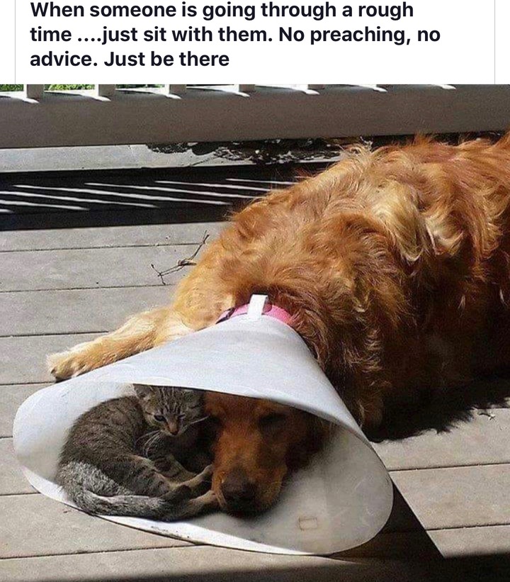 meme about helping someone going through a rough time with picture of cat keeping dog company on his lamp shade
